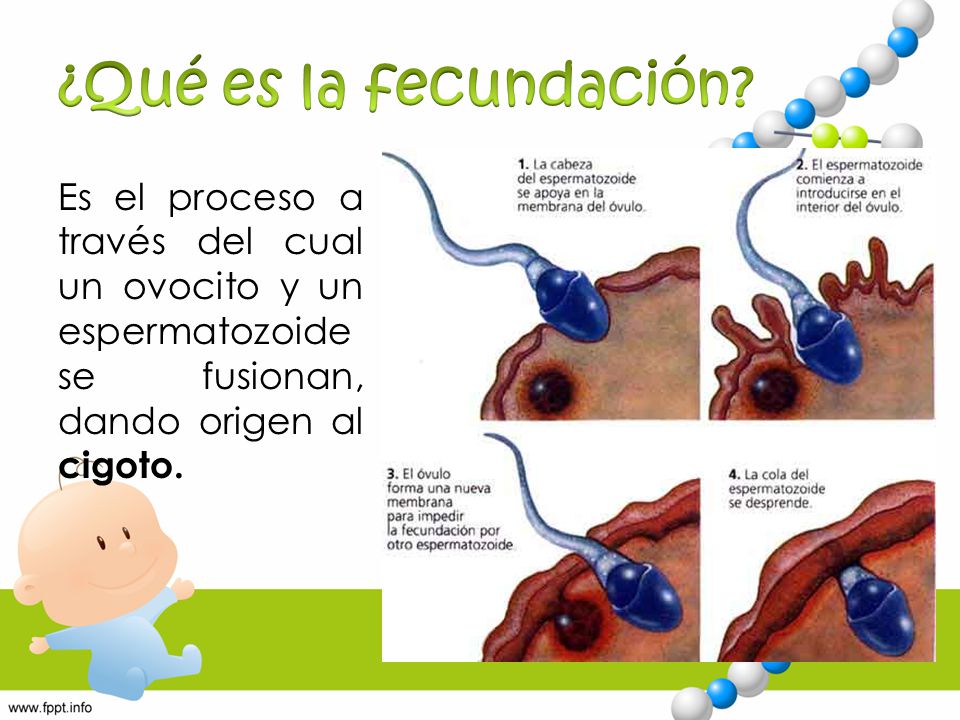 Fecundaci N Implantaci N Y Embarazo Ppt Descargar