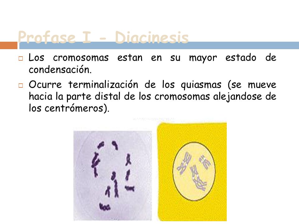 Profase I - Diacinesis Los cromosomas estan en su mayor estado de condensación.