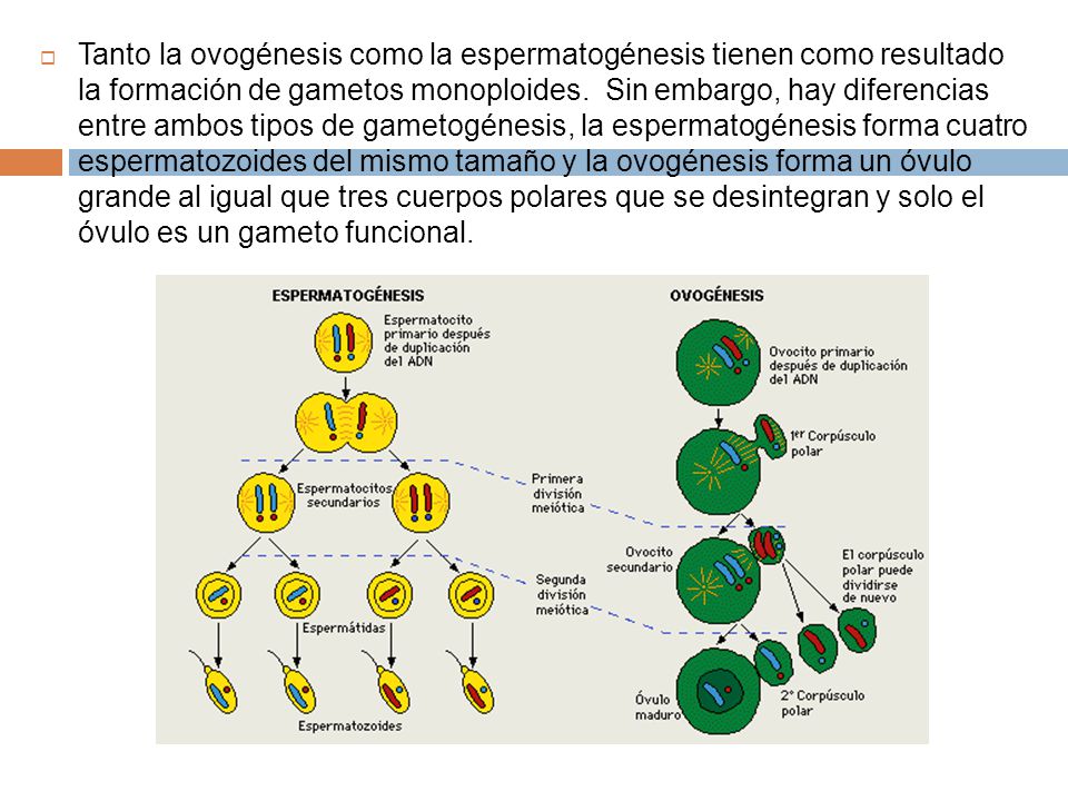 Tanto la ovogénesis como la espermatogénesis tienen como resultado la formación de gametos monoploides.