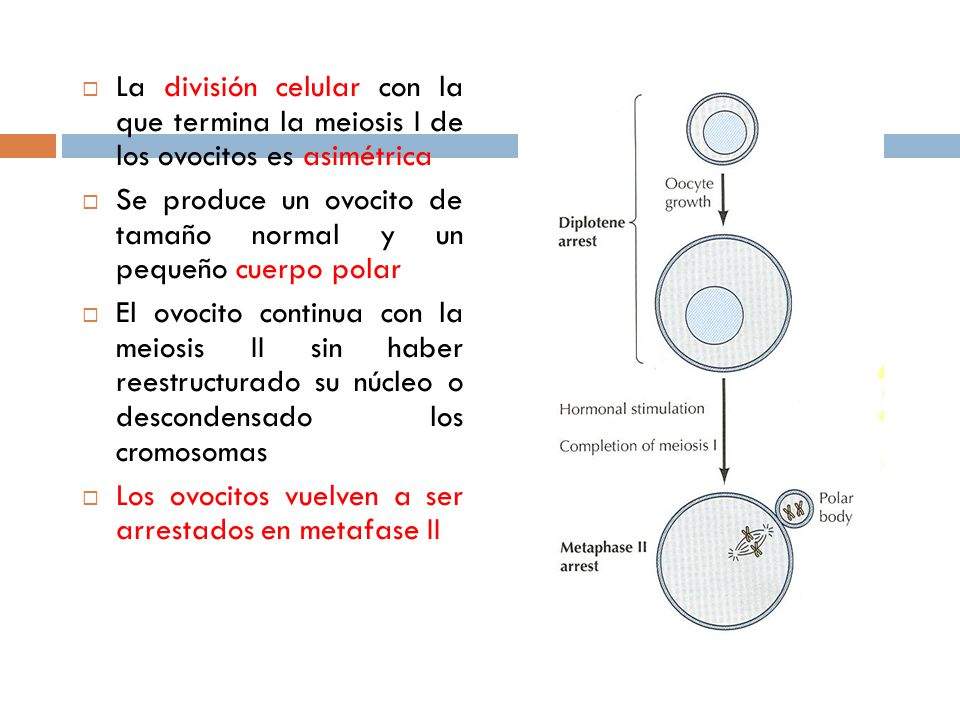 La división celular con la que termina la meiosis I de los ovocitos es asimétrica