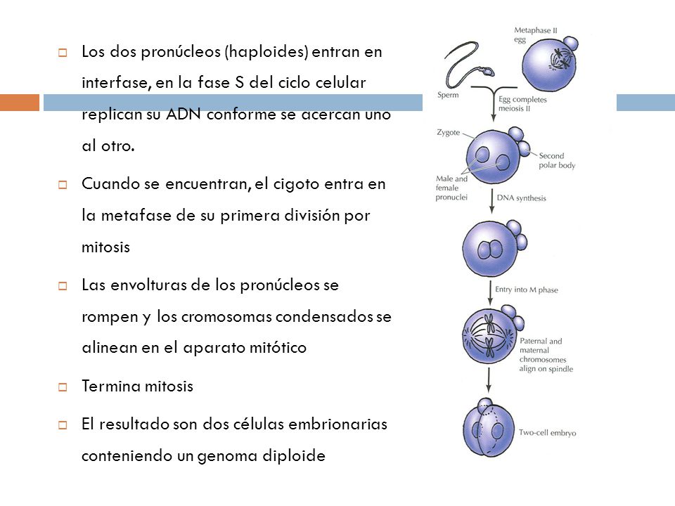 Los dos pronúcleos (haploides) entran en interfase, en la fase S del ciclo celular replican su ADN conforme se acercan uno al otro.