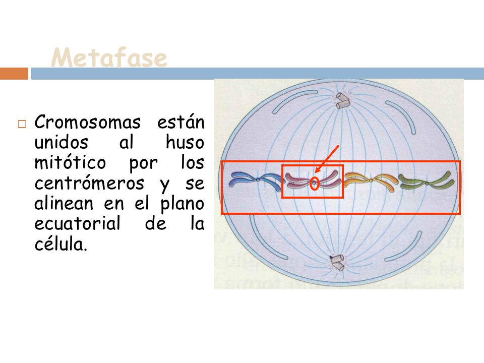 Metafase Cromosomas están unidos al huso mitótico por los centrómeros y se alinean en el plano ecuatorial de la célula.