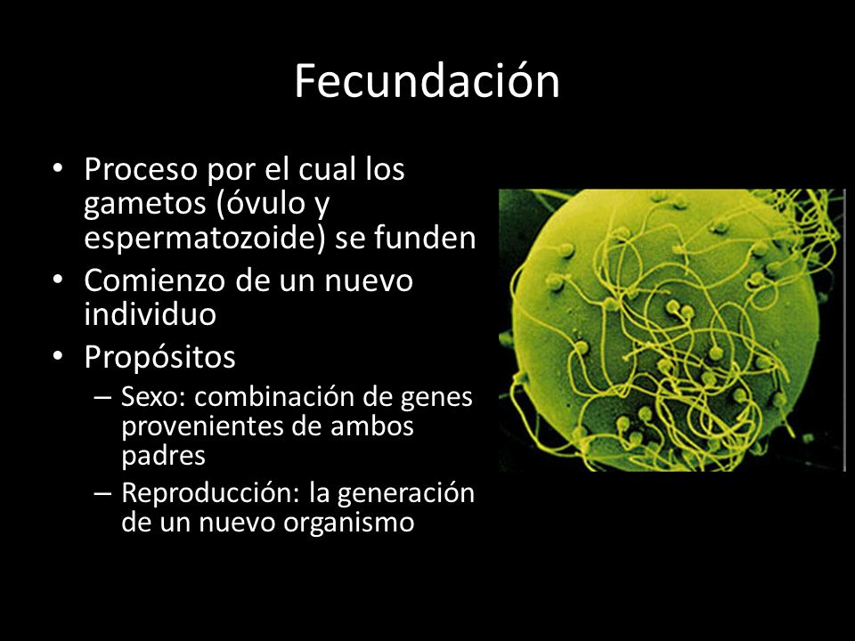 Fecundación Proceso por el cual los gametos (óvulo y espermatozoide) se funden. Comienzo de un nuevo individuo.