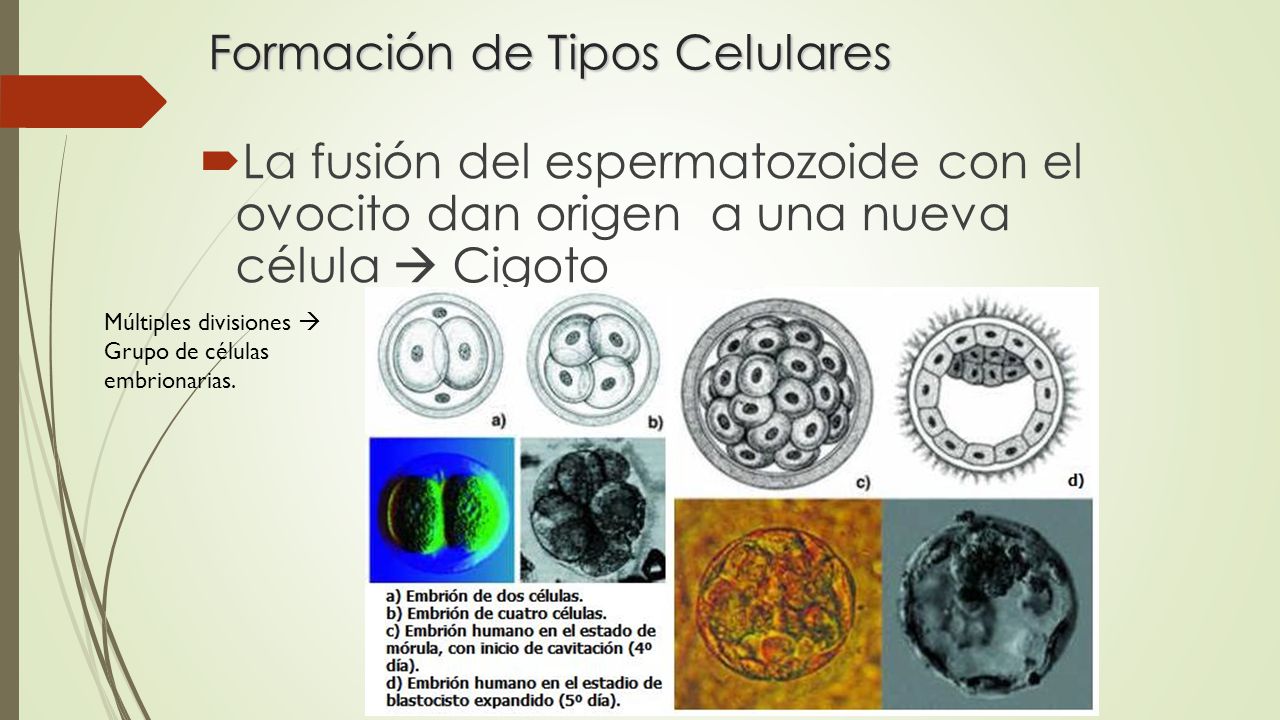 Formación de Tipos Celulares