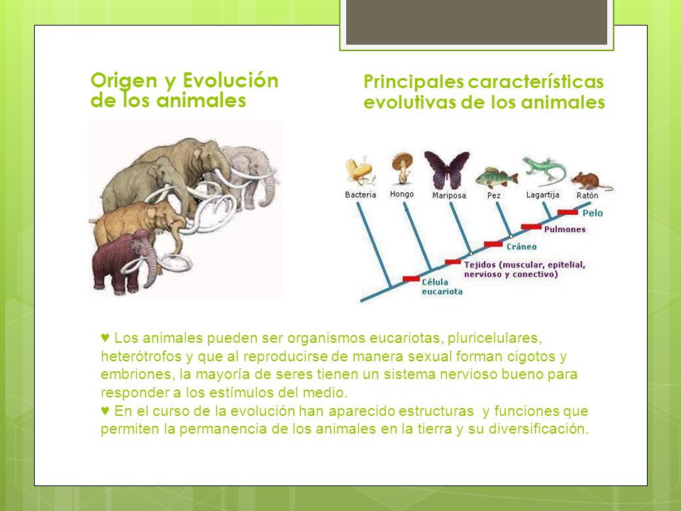 Características Evolutivas de los animales - ppt video online descargar
