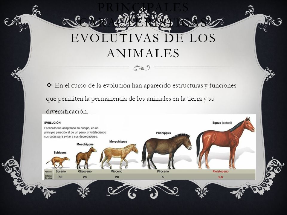 Origen y evolución de los animales - ppt video online descargar