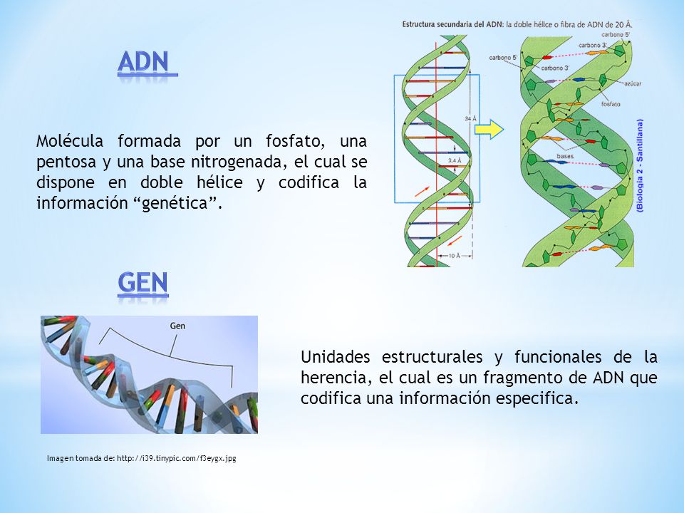 ADN Molécula formada por un fosfato, una pentosa y una base nitrogenada, el cual se dispone en doble hélice y codifica la información genética .