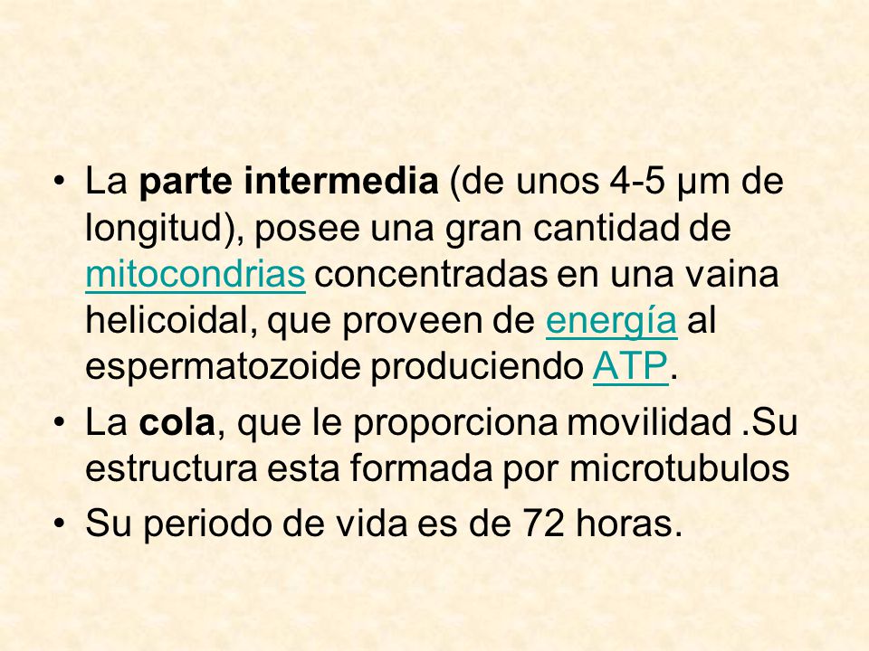 La parte intermedia (de unos 4-5 μm de longitud), posee una gran cantidad de mitocondrias concentradas en una vaina helicoidal, que proveen de energía al espermatozoide produciendo ATP.