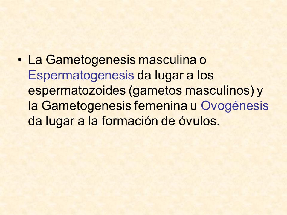 La Gametogenesis masculina o Espermatogenesis da lugar a los espermatozoides (gametos masculinos) y la Gametogenesis femenina u Ovogénesis da lugar a la formación de óvulos.