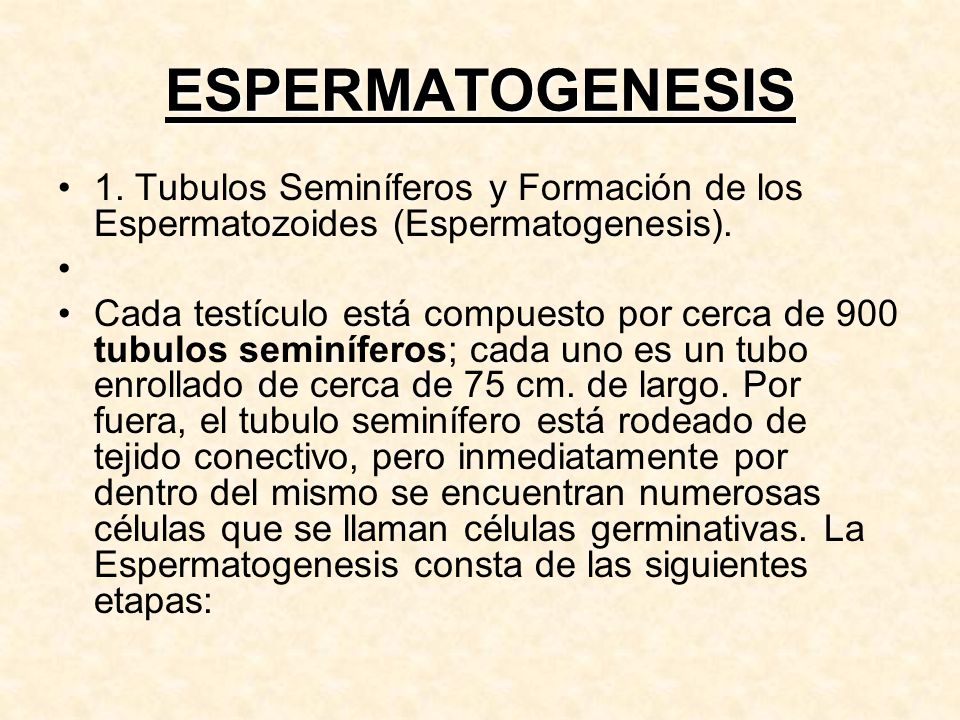 ESPERMATOGENESIS 1. Tubulos Seminíferos y Formación de los Espermatozoides (Espermatogenesis).
