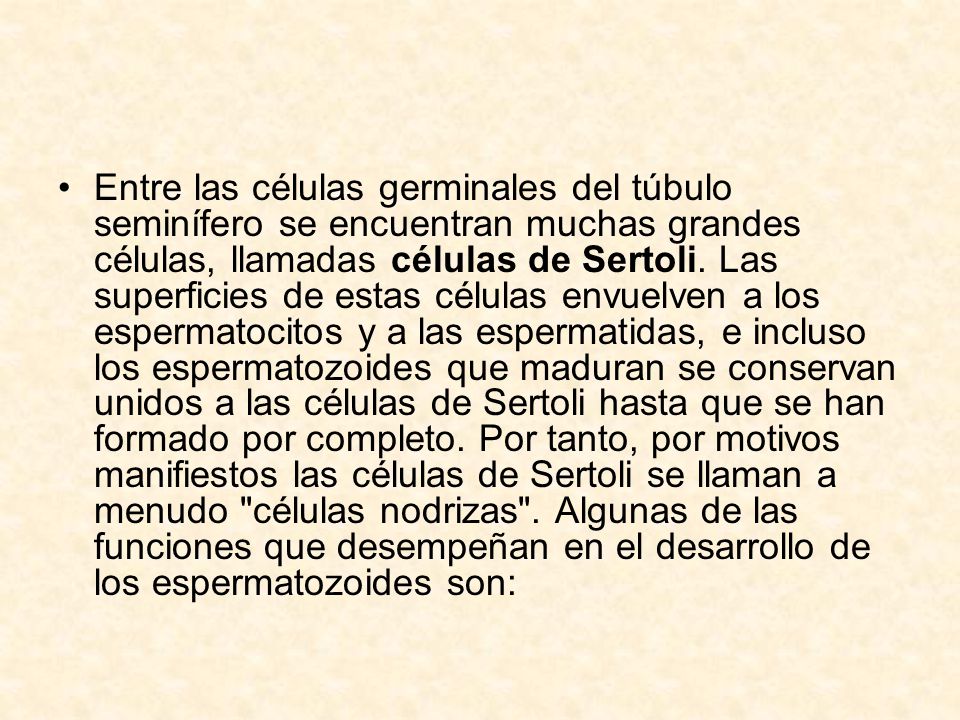 Entre las células germinales del túbulo seminífero se encuentran muchas grandes células, llamadas células de Sertoli.