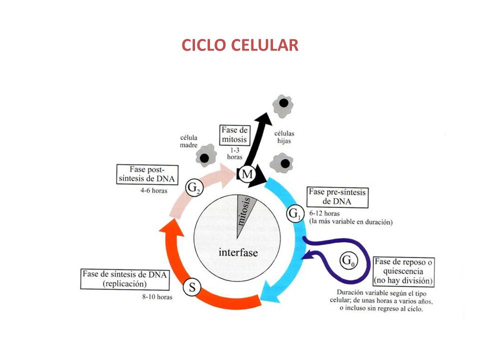 CICLO CELULAR