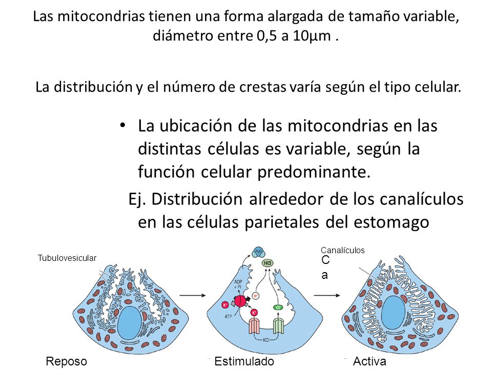 Las mitocondrias tienen una forma alargada de tamaño variable, diámetro entre 0,5 a 10µm . La distribución y el número de crestas varía según el tipo celular.