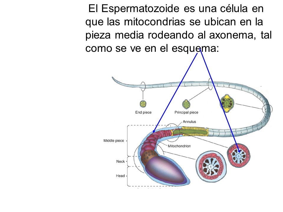 El Espermatozoide es una célula en que las mitocondrias se ubican en la pieza media rodeando al axonema, tal como se ve en el esquema: