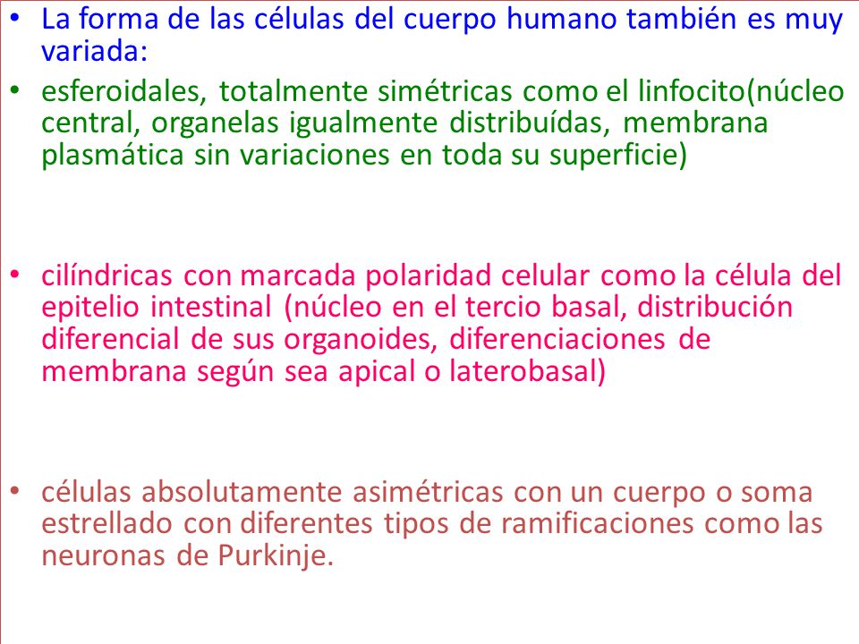 La forma de las células del cuerpo humano también es muy variada: