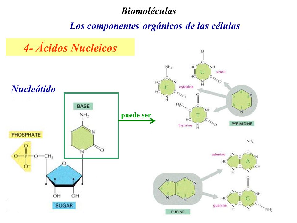 4- Ácidos Nucleicos 1- Hidratos de Carbono 2- Lípidos 3- Proteínas