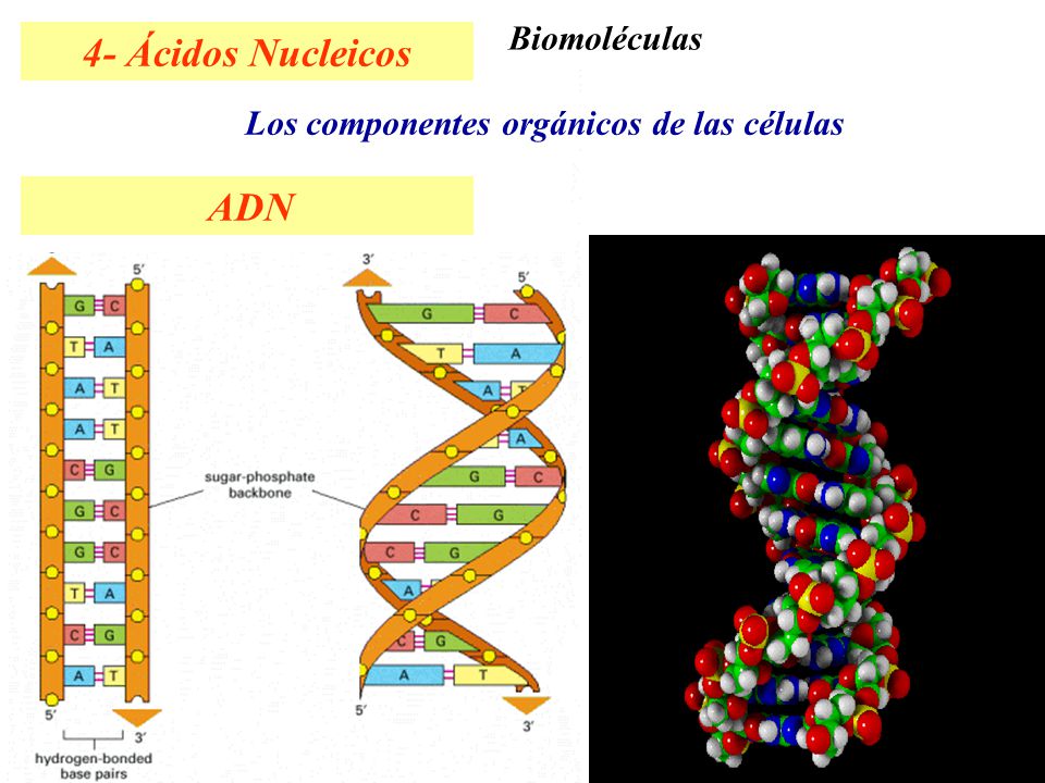 4- Ácidos Nucleicos 1- Hidratos de Carbono 2- Lípidos 3- Proteínas ADN