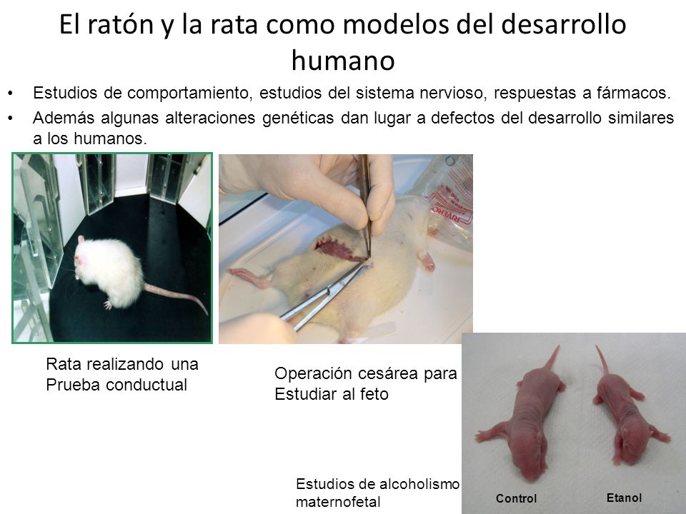 El ratón y la rata como modelos del desarrollo humano