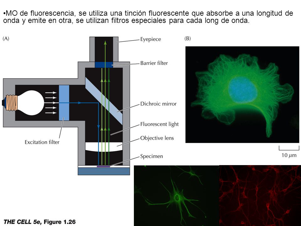 MO de fluorescencia, se utiliza una tinción fluorescente que absorbe a una longitud de onda y emite en otra, se utilizan filtros especiales para cada long de onda.