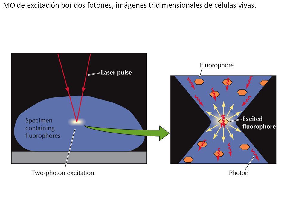 MO de excitación por dos fotones, imágenes tridimensionales de células vivas.