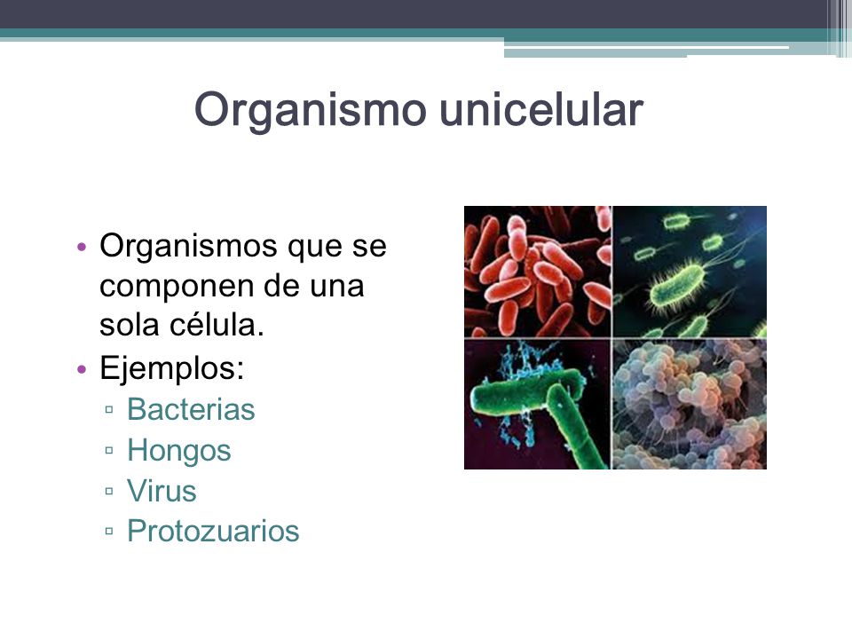Organismo unicelular Organismos que se componen de una sola célula.