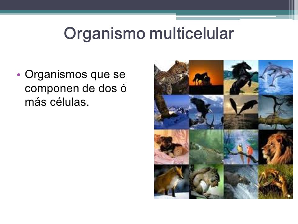 Organismo multicelular