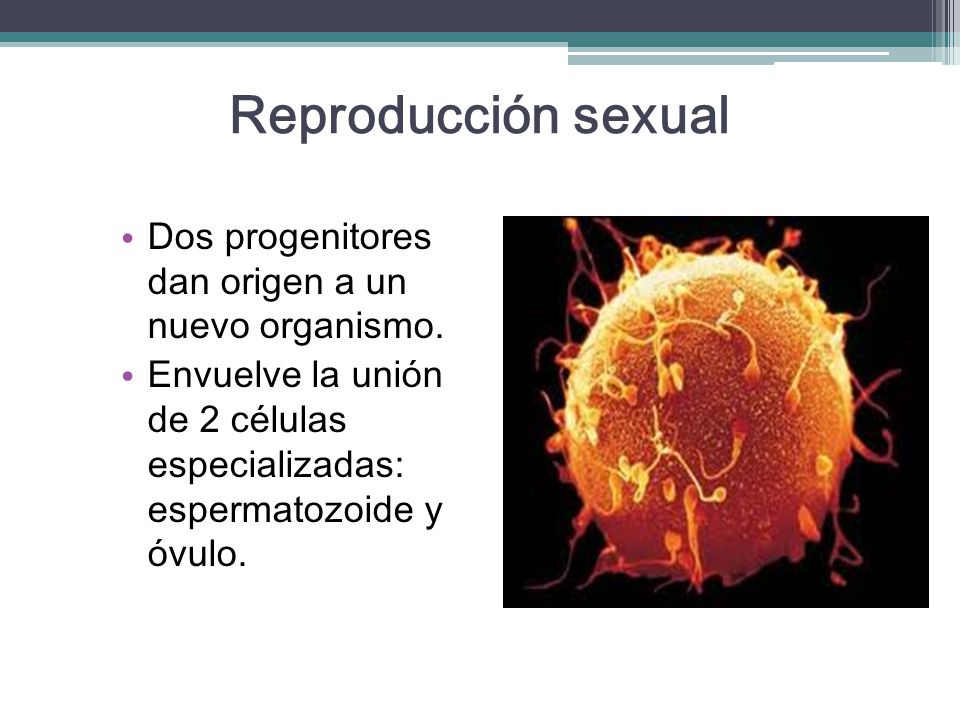 Reproducción sexual Dos progenitores dan origen a un nuevo organismo.