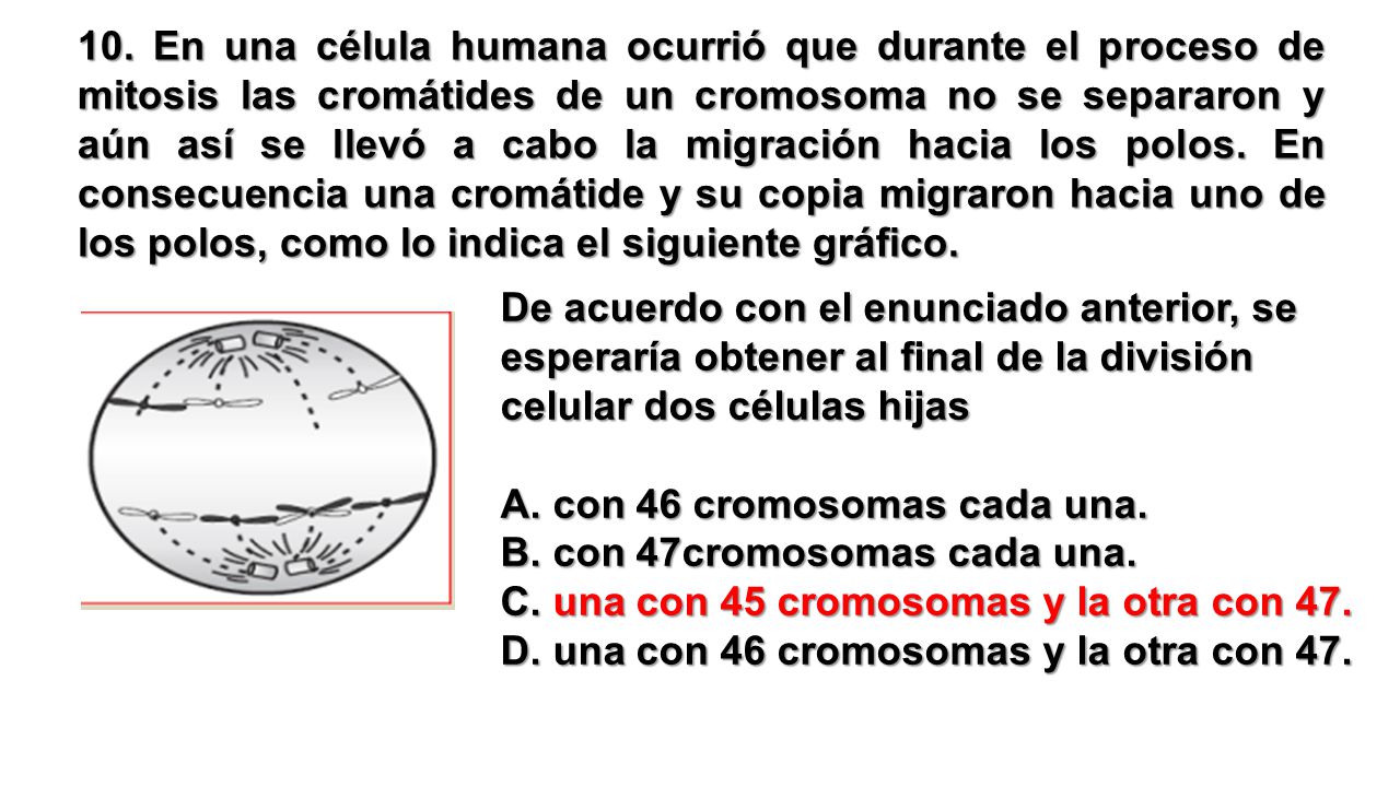 10. En una célula humana ocurrió que durante el proceso de mitosis las cromátides de un cromosoma no se separaron y aún así se llevó a cabo la migración hacia los polos. En consecuencia una cromátide y su copia migraron hacia uno de los polos, como lo indica el siguiente gráfico.