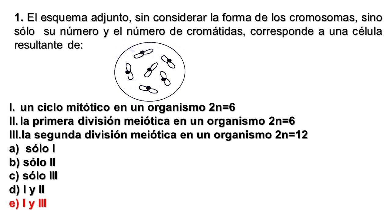 1. El esquema adjunto, sin considerar la forma de los cromosomas, sino sólo su número y el número de cromátidas, corresponde a una célula resultante de: