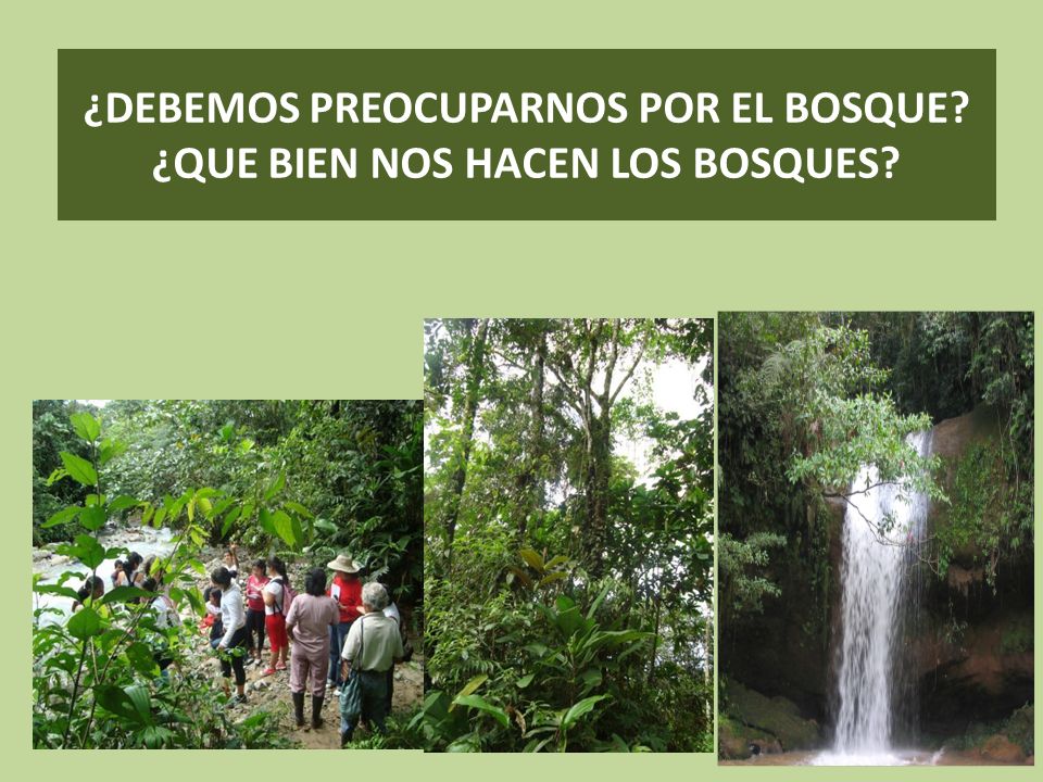 ¿DEBEMOS PREOCUPARNOS POR EL BOSQUE ¿QUE BIEN NOS HACEN LOS BOSQUES