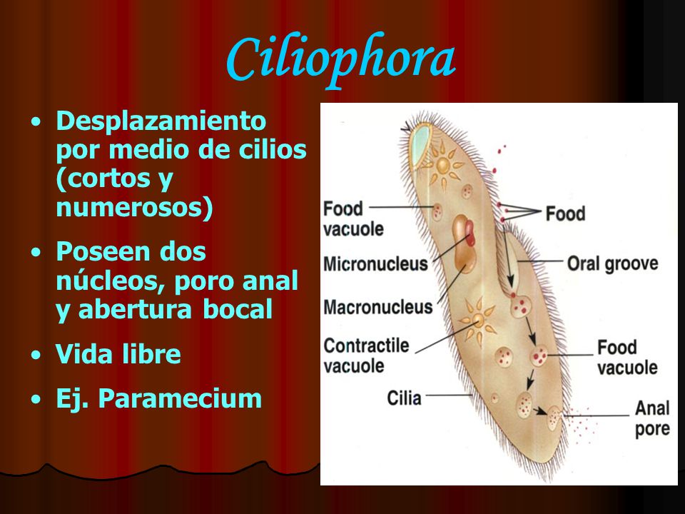 Ciliophora Desplazamiento por medio de cilios (cortos y numerosos)