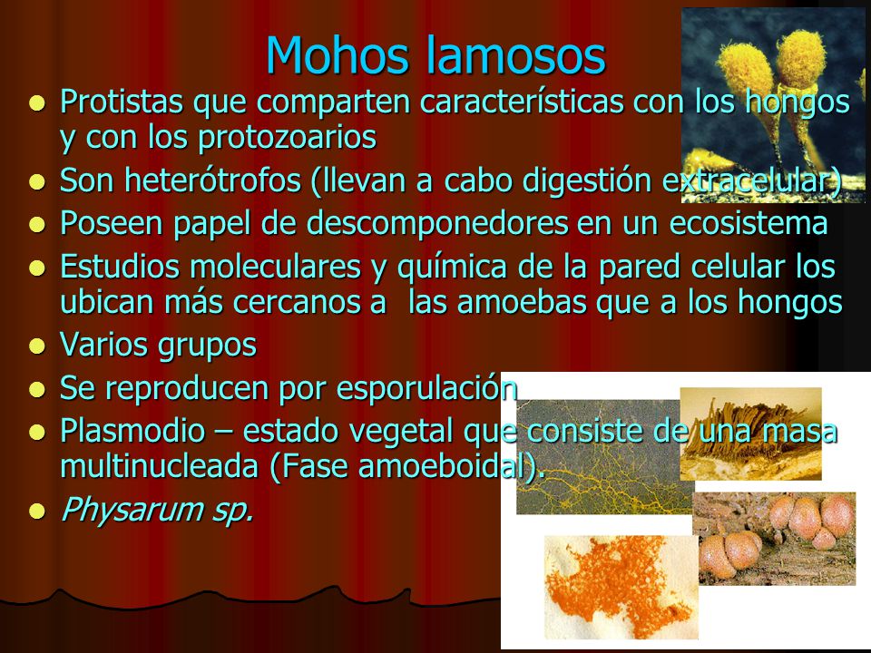 Mohos lamosos Protistas que comparten características con los hongos y con los protozoarios. Son heterótrofos (llevan a cabo digestión extracelular)
