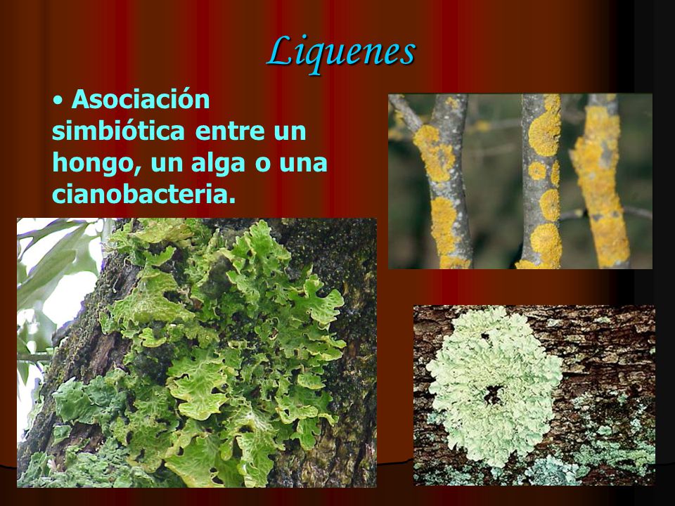Liquenes Asociación simbiótica entre un hongo, un alga o una cianobacteria.