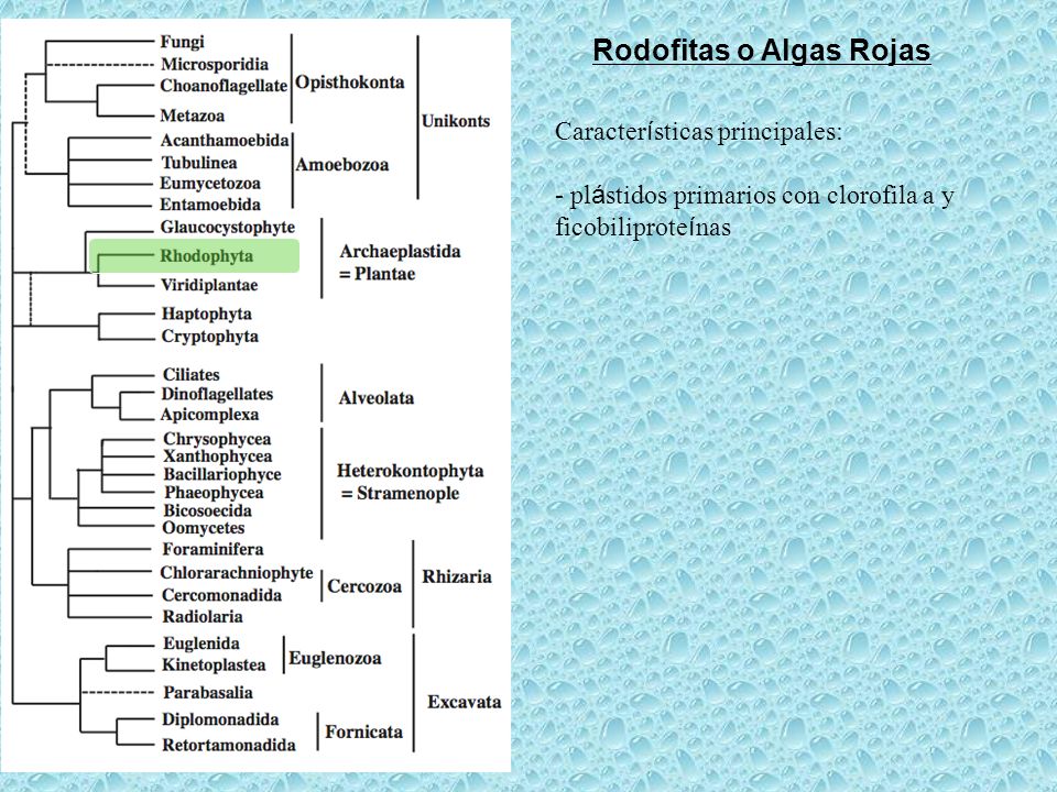 Rodofitas o Algas Rojas