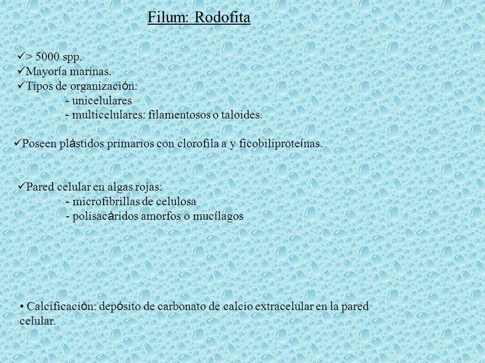 Filum: Rodofita > 5000 spp. Mayoría marinas. Tipos de organización: