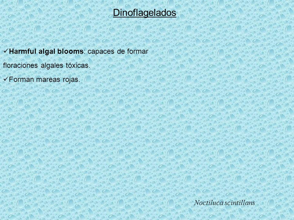 Dinoflagelados Harmful algal blooms: capaces de formar floraciones algales tóxicas. Forman mareas rojas.