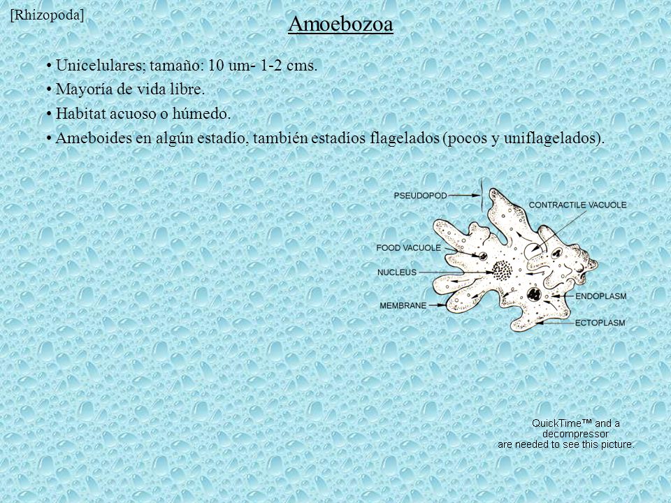 Amoebozoa Unicelulares; tamaño: 10 um- 1-2 cms. Mayoría de vida libre.