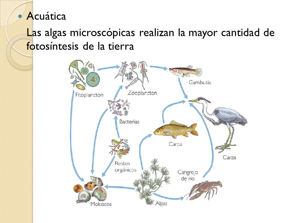 Acuática Las algas microscópicas realizan la mayor cantidad de fotosíntesis de la tierra