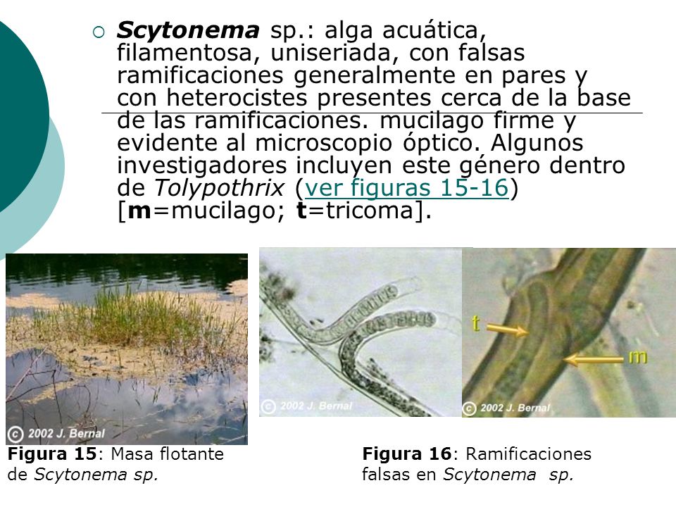 Scytonema sp.: alga acuática, filamentosa, uniseriada, con falsas ramificaciones generalmente en pares y con heterocistes presentes cerca de la base de las ramificaciones. mucilago firme y evidente al microscopio óptico. Algunos investigadores incluyen este género dentro de Tolypothrix (ver figuras 15-16) [m=mucilago; t=tricoma].