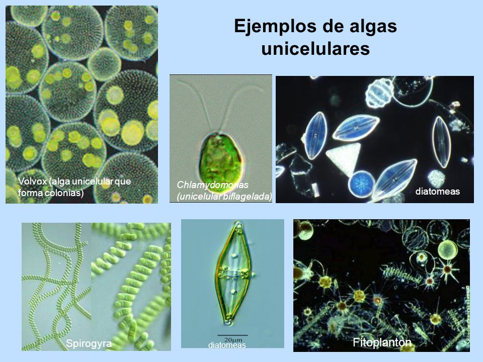 Las Algas Unicelulares – NAUČITI PLUS