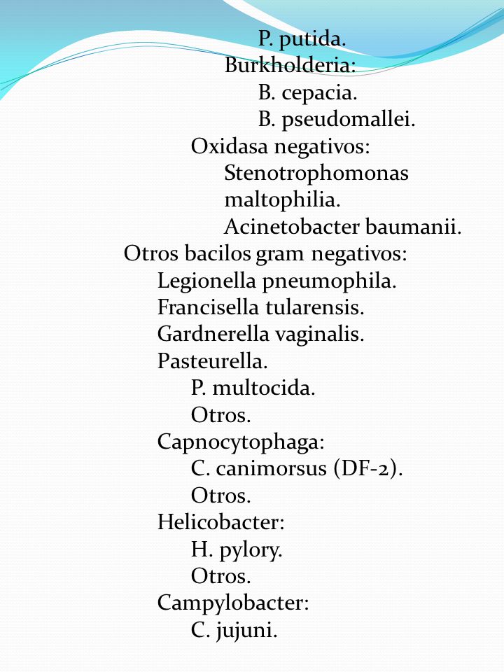 P. putida. Burkholderia: B. cepacia. B. pseudomallei. Oxidasa negativos: Stenotrophomonas maltophilia.