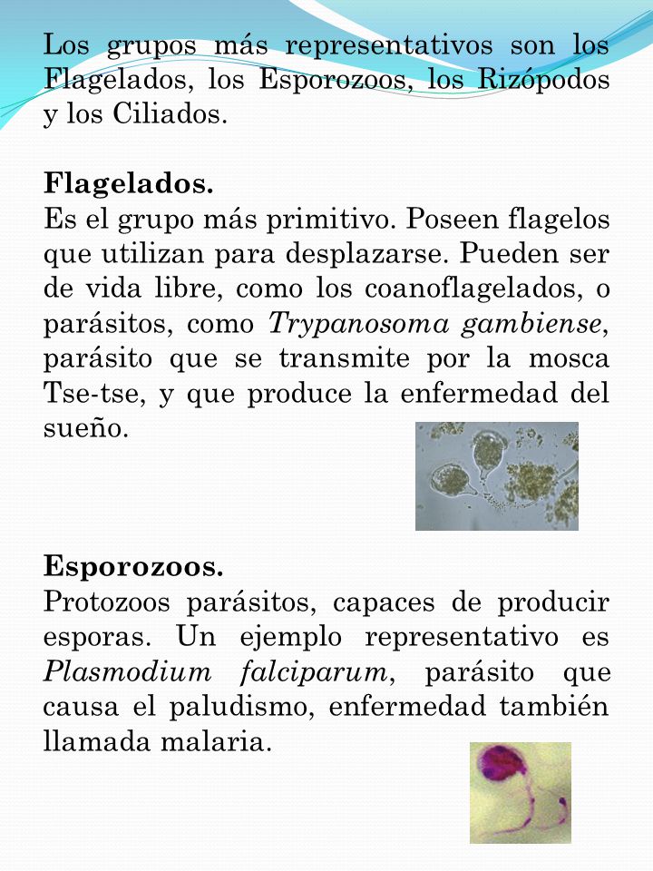Los grupos más representativos son los Flagelados, los Esporozoos, los Rizópodos y los Ciliados.