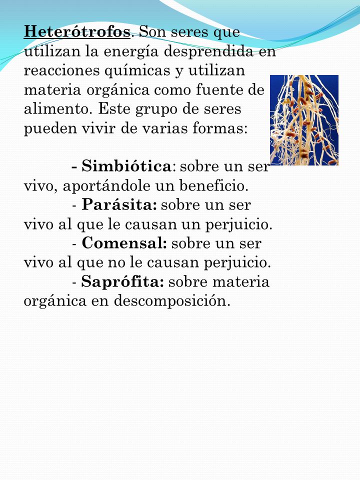 Heterótrofos. Son seres que utilizan la energía desprendida en reacciones químicas y utilizan materia orgánica como fuente de alimento. Este grupo de seres pueden vivir de varias formas:
