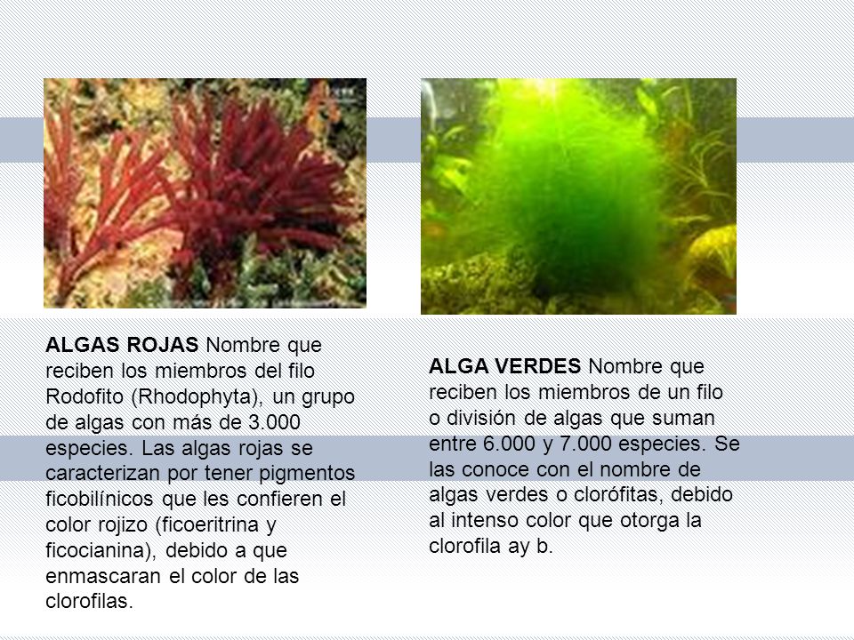 ALGAS ROJAS Nombre que reciben los miembros del filo Rodofito (Rhodophyta), un grupo de algas con más de especies. Las algas rojas se caracterizan por tener pigmentos ficobilínicos que les confieren el color rojizo (ficoeritrina y ficocianina), debido a que enmascaran el color de las clorofilas.