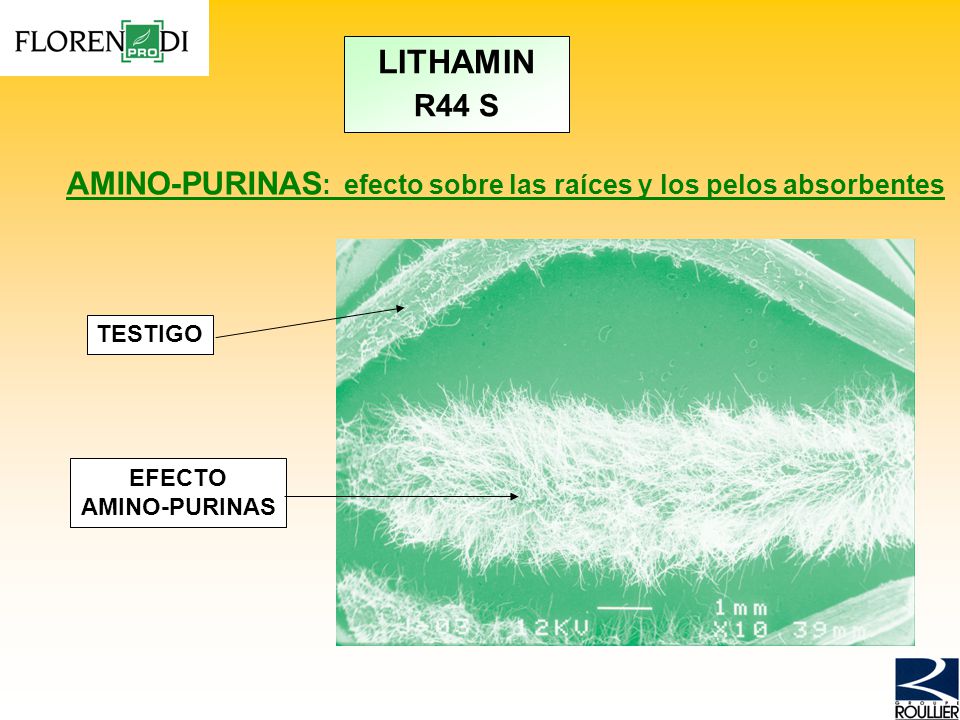 LITHAMIN R44 S. AMINO-PURINAS: efecto sobre las raíces y los pelos absorbentes. TESTIGO. EFECTO.