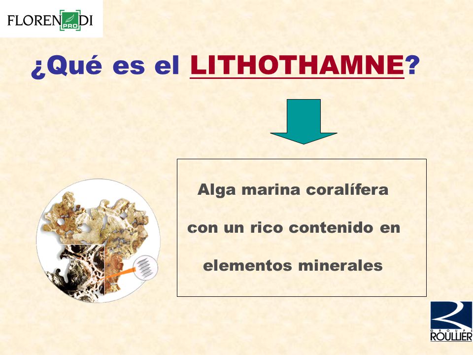 ¿Qué es el LITHOTHAMNE Alga marina coralífera