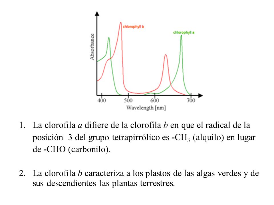 1. La clorofila a difiere de la clorofila b en que el radical de la