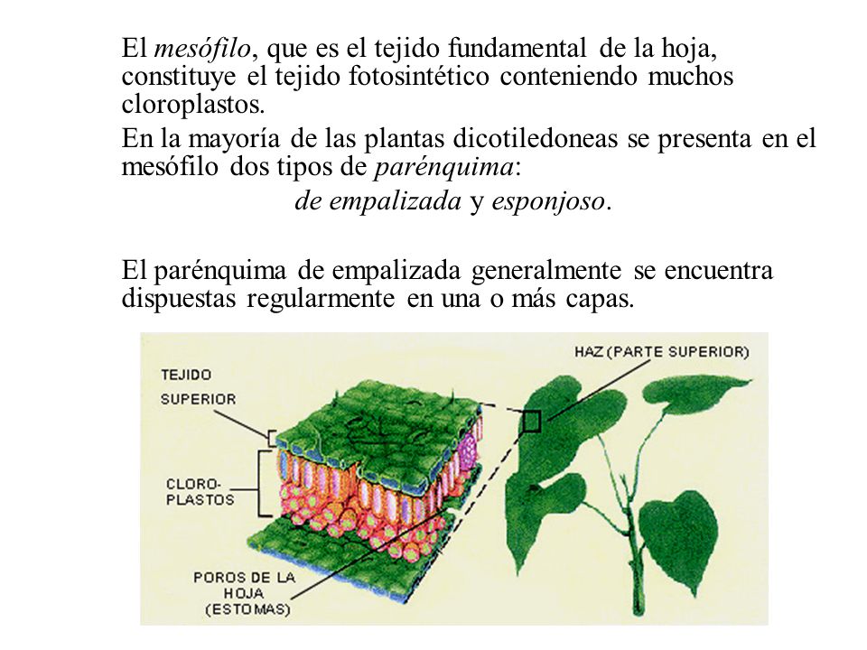 El mesófilo, que es el tejido fundamental de la hoja, constituye el tejido fotosintético conteniendo muchos cloroplastos.
