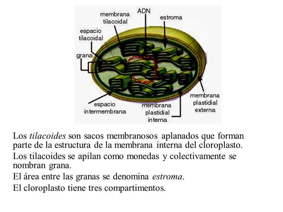 Los tilacoides son sacos membranosos aplanados que forman parte de la estructura de la membrana interna del cloroplasto.