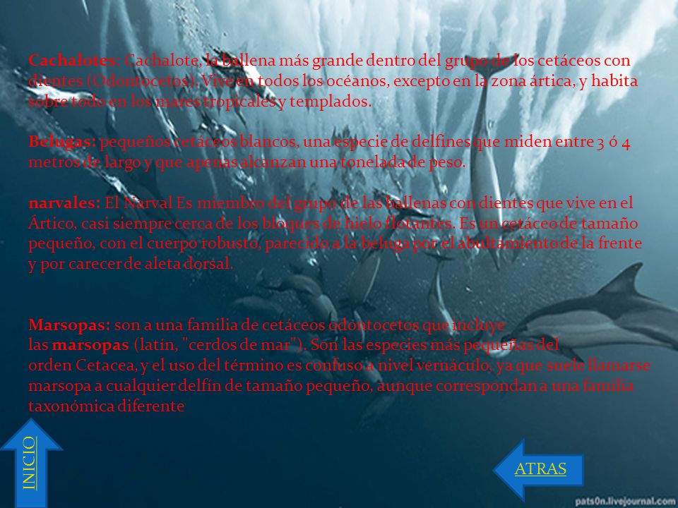 Cachalotes: Cachalote, la ballena más grande dentro del grupo de los cetáceos con dientes (Odontocetos). Vive en todos los océanos, excepto en la zona ártica, y habita sobre todo en los mares tropicales y templados.